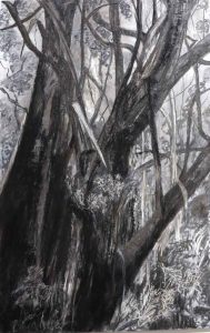'Gully Tree I' charcoal on dibond panel 80x50.5cm $750 SOLD