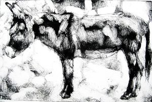 Drypoint monoprint of a cow