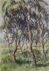 an expressive watercolour painting og gum trees
