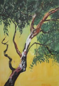 arching gum tree set agains a yellow background painted in watercolour