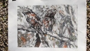 Pam-Vaughan-Untitled-(Lawson-Tawnies),-2019,--drypoint-&-pastel-- Pam Vaughan Untitled (Lawson Tawnies)