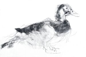 Pam Vaughan Untitled (another NAS duck) 2017 charcoal drawing (002) Pam Vaughan 'Another NAS Duck'